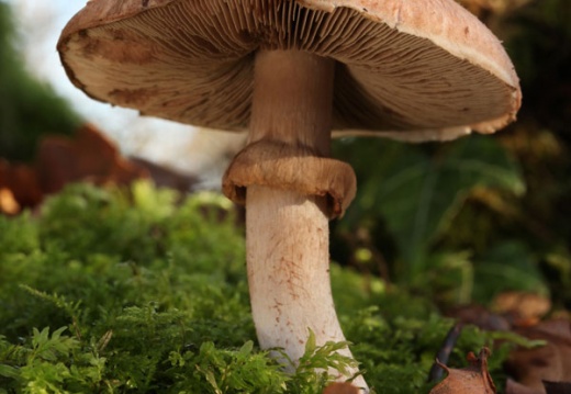 Blushing Wood Mushroom (Agaricus sylvaticus). Steve Covey
