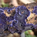Cobalt Crust (Terana caerulea or Pulcherricium caeruleum). Steve Covey