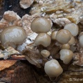 Porcelain fungus (Oudemansiella mucida) Graham Carey