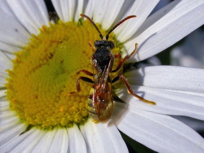 Nomada (possibly flava) Kenneth Noble
