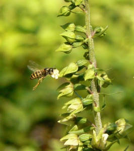 Common Wasp (Vespula vulgaris) on Broad-leaved Helleborine Alan Prowse