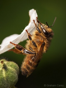 Honey Bee (Apis mellifera) Graham Carey