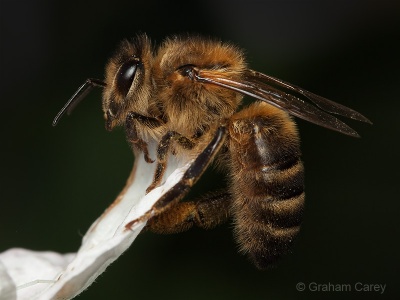 Honey Bee (Apis mellifera) Graham Carey