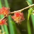 Robin's Pin-cushion Gall (Diplolepsis rosea) Alan Prowse