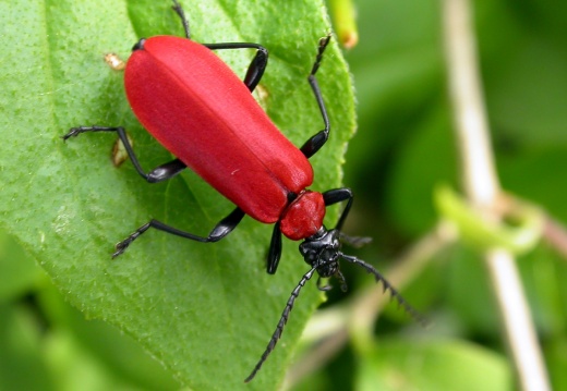 Beetles (Coleoptera)
