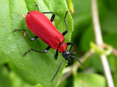 red cardinal beetle (Pyrochroa coccinea) Kenneth Noble