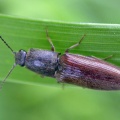 click beetle (Athous haemorrhoidalis) Kenneth Noble