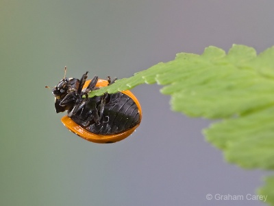 7-spot Ladybird (Coccinella septempunctata) Graham Carey