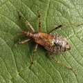 Tree Damsel Bug (Himacerus apterus) ♀. Steve Covey