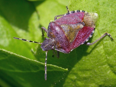 sloe shieldbug (Dolycoris baccarum) Kenneth Noble