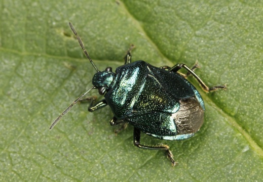 Blue Shieldbug (Zicrona caerulea). Steve Covey