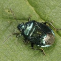 Blue Shieldbug (Zicrona caerulea). Steve Covey