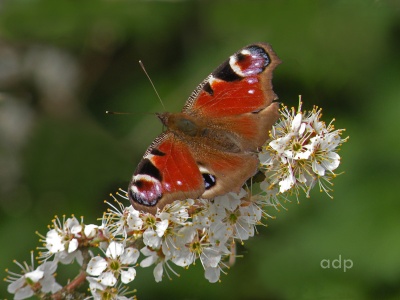 Peacock (Inachis io) Alan Prowse