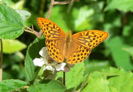Silver-washed Fritillary male (Argynnis paphia) Alan Prowse