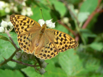 Silver-washed Fritillary female (Argynnis paphia) Alan Prowse