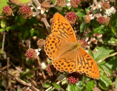 Silver-washed Fritillary [Argynnis paphia] male. Steve Covey