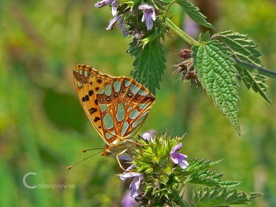 Queen of Spain Fritillary ( Issoria lathonia) Alan Prowse
