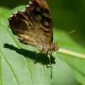 Speckled Wood (Pararge aegeria) Mark Elvin