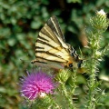 Scarce Swallowtail (Iphiclides podalirius) Alan Prowse