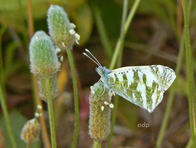Green-striped White (Euchloe belemia) Alan Prowse