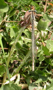 White-legged Damselfly [Platycnemis pennipes] female. Steve Covey