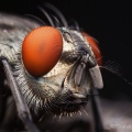 Fly (Hylemya vagans) Graham Carey