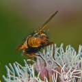 Tachinidae, (Tachina fera) Alan Prowse