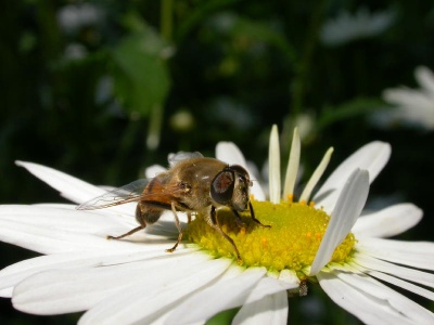 Eristalis tenax, male, hoverfly, Kenneth Noble
