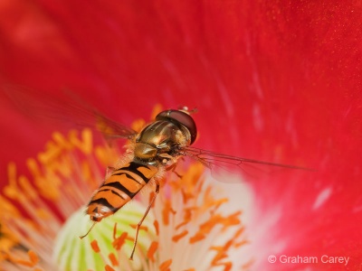 Marmalade Fly (Episyrphus balteatus) Graham Carey