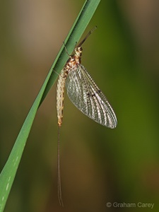 Mayfly (Ephemera danica) Graham Carey