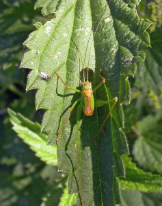 Speckled Bush-cricket (Leptophyes punctatissima) Kenneth Noble