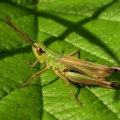 Meadow grasshopper (Chorthippus parallelus) Kenneth Noble
