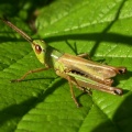 Meadow grasshopper (Chorthippus parallelus) Kenneth Noble