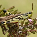 Large Marsh Grasshopper (Stethophyma grossum) ♂. Steve Covey