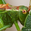 Speckled Bush-cricket (Leptophyes punctatissima) Graham Carey