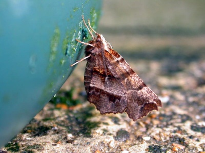 early thorn (Selenia dentaria)(first generation male) Kenneth Noble