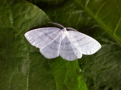 common white wave (Cabera pusaria) Kenneth Noble