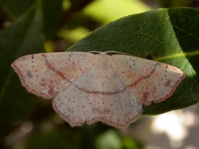 maiden's blush (Cyclophora punctaria) Kenneth Noble