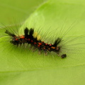Vapourer larva (Orgyia antiqua) early instar - Kenneth Noble