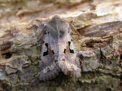 Hebrew character (Orthosia gothica) Kenneth Noble