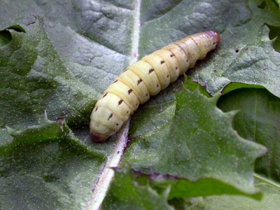large yellow underwing larva (Noctua pronuba) Kenneth Noble