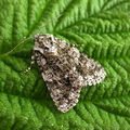 knot grass (Acronicta rumicis) Kenneth Noble