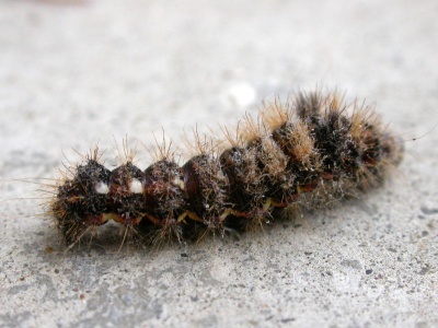 knot grass (Acronicta rumicis) Kenneth Noble