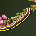 Broom Moth (Melanchra pisi). Steve Covey