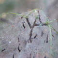 Hawthorn Moth (Scythropia crataegella) Graham Carey