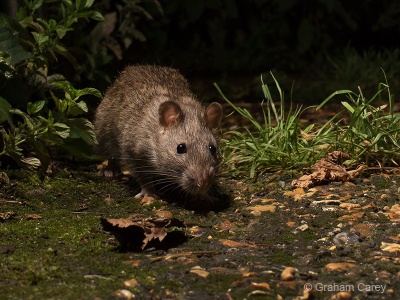 Brown Rat (Rattus norvegicus) Graham Carey
