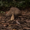 Brown Rat (Rattus norvegicus) Graham Carey