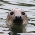 Common Seal (Phoca vitulina) Graham Carey