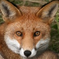 Red Fox (Vulpes vulpes) Graham Carey