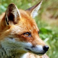 Red Fox (Vulpes vulpes) Steve Bains